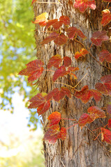 秋季、紅葉日和