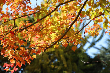 秋季、紅葉日和