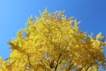 秋季、紅葉日和