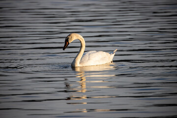 Cygne sur l'eau