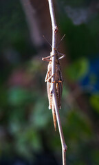 A grasshopper on a leaf