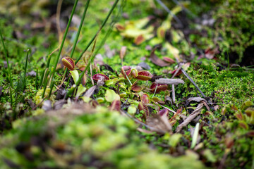 Gros plan de petites plantes