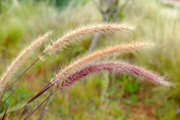 Dog's tail grass, Setaria viridis