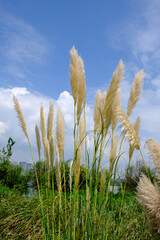 Dog's tail grass, Setaria viridis