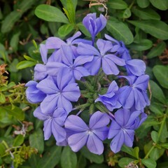 flower in the garden