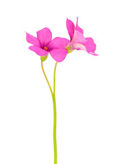 Pink-sorrel isolated on white background, Oxalis articulata