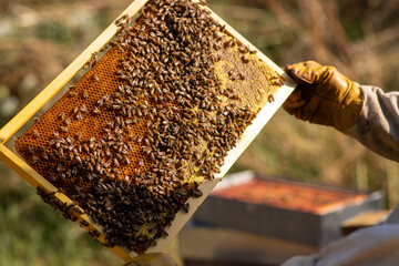 Abeilles sur hausse de ruche