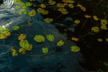 Water ripples and waves with water lilies