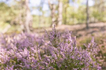 Obraz premium Summer forest