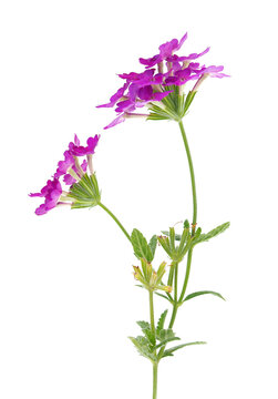 Slender vervain isolated on white background, Verbena rigida