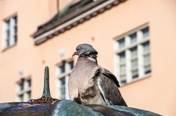 Pigeon In Urban Setting