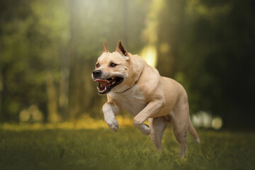 adult dog running portrait in yellow autumn park