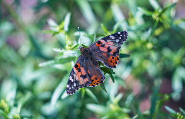 a red butterfly on a blade of grass