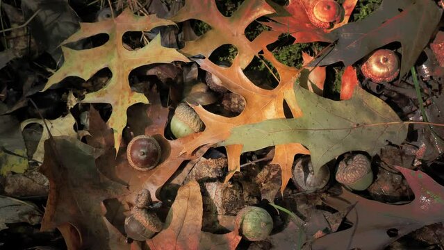 Fallen oak leaves and acorns in the autumn forest.