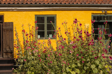 Yellow house and stock roses