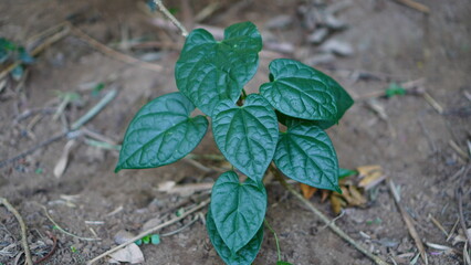 close up of Tinospora crispa