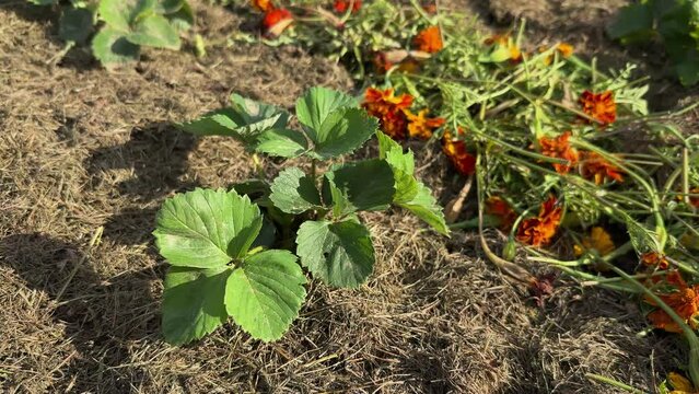 Strawberry plants growing on French marigold or Tagetes patula flowers and straw mulch in the garden.