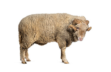 Ram Sopravissana sheep with big horns, isolated on white