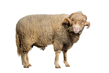 Ram Sopravissana sheep with big horns, isolated on white