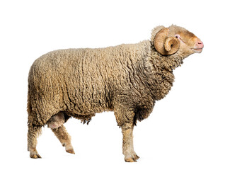 Ram Sopravissana sheep with big horns, isolated on white