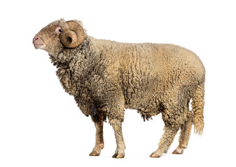Fototapeta premium Ram Sopravissana sheep with big horns, isolated on white