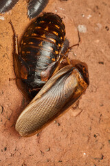 Details of some giant brown cockroaches