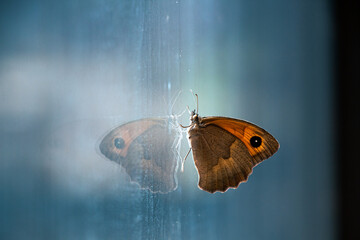 Papillon face à son reflet