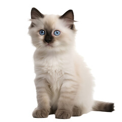 Obraz premium playful ragdol kitten isolated