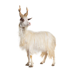 Female Girgentana goat, sicilian breed, isolated on white