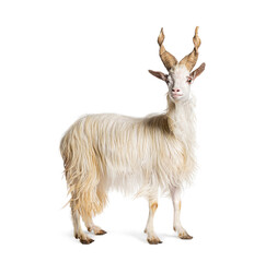 Female Girgentana goat, sicilian breed, isolated on white