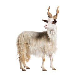 Female Girgentana goat, sicilian breed, isolated on white
