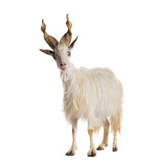 Male, Female and kid Girgentana goat, sicilian breed, isolated on white