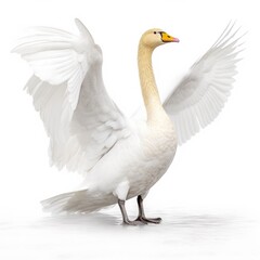 Whooper swan bird isolated on white background.