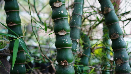Bambusa ventricosa in the garden