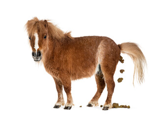 Side view of a Falabella Miniature Horse defecating, isolated on white