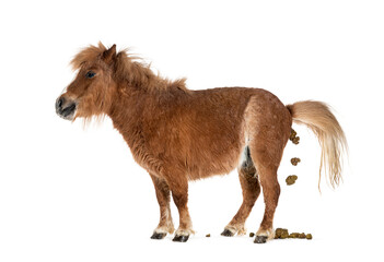 Side view of a Falabella Miniature Horse defecating, isolated on white