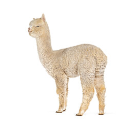 Obraz premium Side of a white nine months old alpaca - Lama pacos, isolated