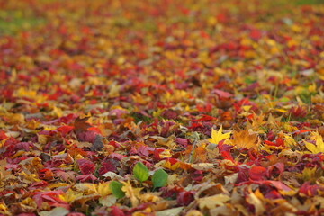 地面いっぱいの紅葉の落ち葉