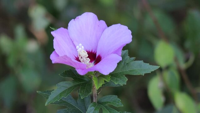 A close-up of a carcade flower. High quality video
