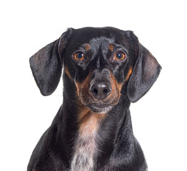 Head shot of a panting Dachshund dog looking at camera, isolated on white