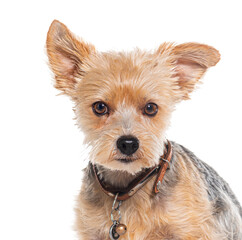 Head shot of a Yorkshire terrier dog wearing a collar, isolated on white