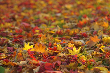 赤と黄色が鮮やかな紅葉の落ち葉