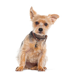 youn Yorkshire terrier dog sitting on white background and wearing a collar and a bell