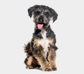 Sitting and Panting Crossbreed dog , Yorkshire cross with shih tzu, isolated on grey