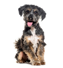 Sitting and Panting Crossbreed dog , Yorkshire cross with shih tzu, isolated on white