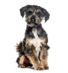 Crossbreed dog, Yorkshire cross with shih tzu, isolated on white