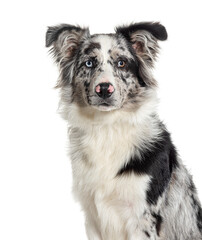 Head shot of a Blue merle puppy australian shepherd dog looking at the camera, isolated on white