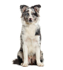 Blue merle puppy australian shepherd sitting looking at the camera, isolated on white