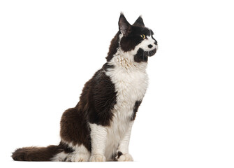 Black and white Maine coon sitting looking away, isolated on white