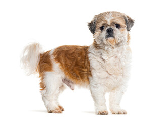 side view of a standing Shih tzu, isolated on white